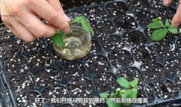 扦插视频,扦插技巧全解析，轻松掌握植物繁殖新方法
